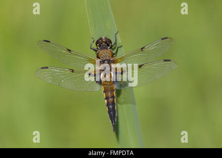 Vier-spotted Chaser, auch vier entdeckt Skimmer (Libellula Quadrimaculata), Libelle ruht auf einem Blatt Schilf, Norfolk Stockfoto