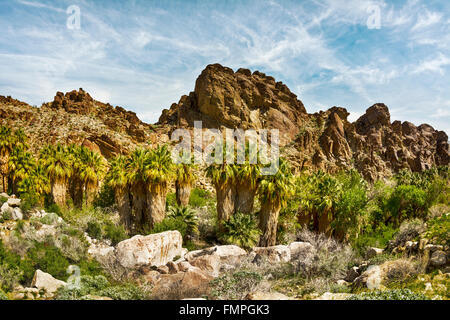 Malerische Aussicht auf einem felsigen Berghang in Palm Springs mit einer Reihe von Palmen und anderen natürlichen Laub umrahmt. Stockfoto