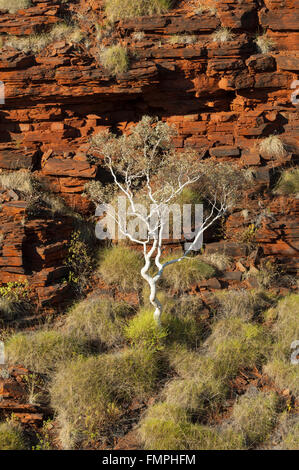 Die Oxer Lookout, Karijini-Nationalpark, Pilbara, Western Australia, WA, Australien Stockfoto