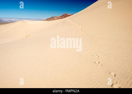 Eine Reihe von Fuß druckt Blei über Eureka Valley Sanddünen im Death Valley Nationalpark, Kalifornien Stockfoto