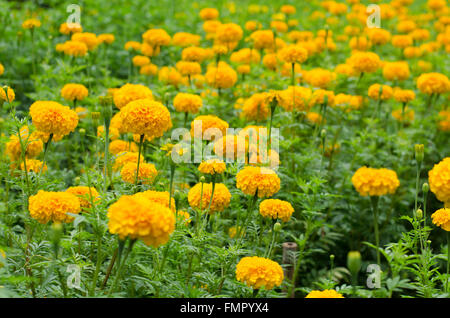 Gelbe Ringelblumen blühen im Garten Stockfoto