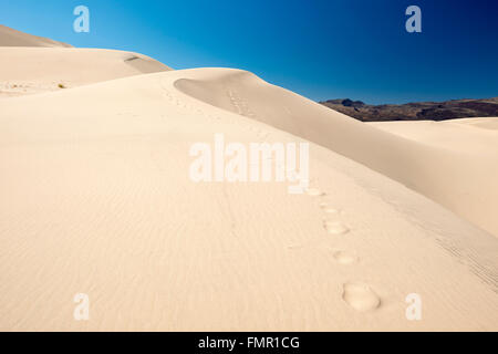 Eine Reihe von Fuß druckt Blei über Eureka Valley Sanddünen im Death Valley Nationalpark, Kalifornien Stockfoto