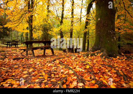Herbstliche Landschaft mit schönen bunten Bäumen und Bänken Stockfoto