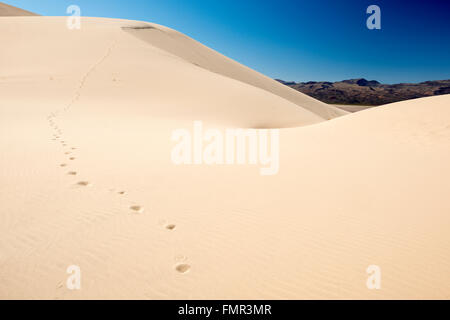 Eine Reihe von Fuß druckt Blei über Eureka Valley Sanddünen im Death Valley Nationalpark, Kalifornien Stockfoto