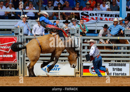 Florida, USA. 12. März 2016. Tausende von Rodeo Enthusiasten erwies sich der 88. Arcadia Rodeo WM in Florida mit Ereignissen z. B. Reiten ohne Sattel, beobachten steer wrestling, Mutton Bustin ', und nach unten Abseilen. Bildnachweis: Findlay/Alamy Live-Nachrichten Stockfoto