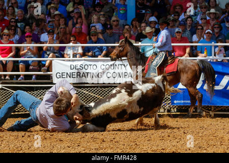 Florida, USA. 12. März 2016. Tausende von Rodeo Enthusiasten erwies sich der 88. Arcadia Rodeo WM in Florida mit Ereignissen z. B. Reiten ohne Sattel, beobachten steer wrestling, Mutton Bustin ', und nach unten Abseilen. Bildnachweis: Findlay/Alamy Live-Nachrichten Stockfoto