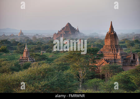 Dhammayangyi Tempel erhebt sich über die Prärie, Bagan, Myanmar Stockfoto