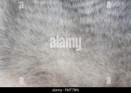 Das Fell des Siberian Husky. Hintergrund. Stockfoto