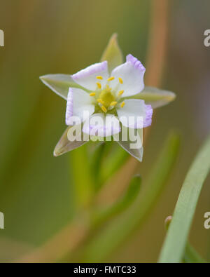 Mehr Meer-Spörgel (Spergularia Media) Nahaufnahme Blume. Eine Küstenstadt in der Familie Caryophyllaceae, Blüte im Wattenmeer Stockfoto