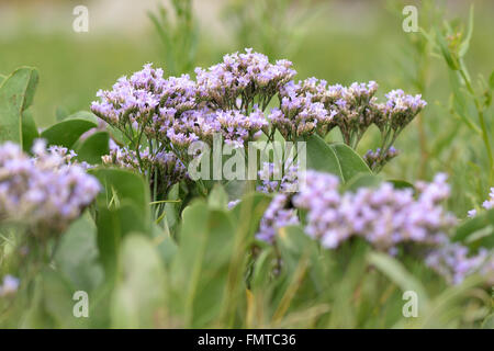 Gemeinsamen Strandflieder (Limonium Vulgare). Blüten der Pflanze in der Familie Pumbaginaceae, Blüte im Inter Gezeiten Wattenmeer Stockfoto