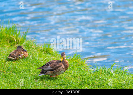 zwei Enten am See auf einem grünen Rasen ruht Stockfoto