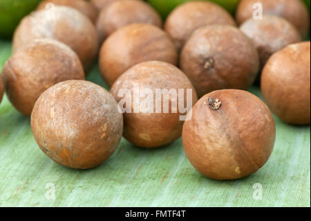 Geernteten Macadamia-Nüssen in der Schale "Macadamia Integrifolia'. Stockfoto