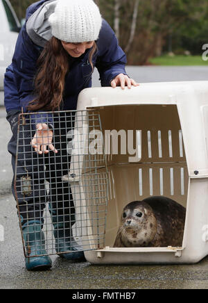 Peking, Kanada. 8. März 2016. Ein Mitarbeiter des Marine Mammal Rescue Center im Vancouver Aquarium löst Seal Pup auf den Ozean in Vancouver, Kanada, 8. März 2016. Die Seal Pup wurde durch das Vancouver Aquarium im Dezember letzten Jahres nach erleiden schwere Verletzungen verursacht durch den Ozean Schutt gerettet. © Liang Sen/Xinhua/Alamy Live-Nachrichten Stockfoto