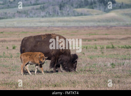 Amerikanische Bisons im Grand-Teton-Nationalpark, Wyoming Stockfoto