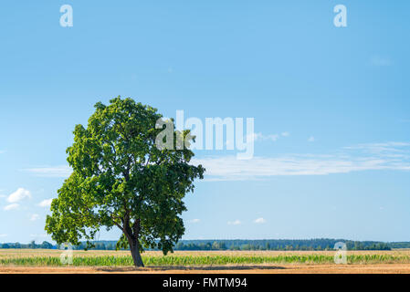 einsamer grüner Baum auf einer grünen Wiese an einem sonnigen Tag Stockfoto