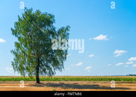 große Birke wächst im Feld auf einem Hintergrund des blauen Himmels Stockfoto