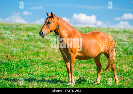 schöne braune Pferd an einer Kette im Bereich Stockfoto