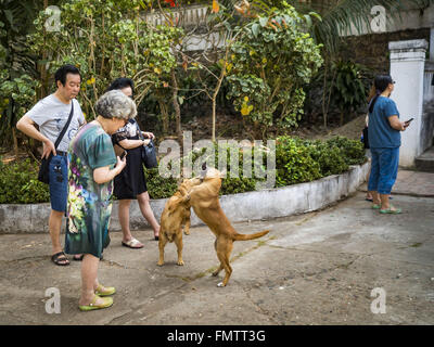 Luang Prabang, Luang Prabang, Laos. 13. März 2016. Chinesische Touristen sehen Hunde Kampf um die Vorherrschaft in einem Tempel in Luang Prabang. Luang Prabang wurde 1995 zum UNESCO-Weltkulturerbe ernannt. Der Umzug gespeichert koloniale Architektur der Stadt, aber die Explosion des Massentourismus hat ein Tribut an die Seele der Stadt. Laut einer aktuellen Studie geht jetzt ein kleines Grundstück, das für $8.000 vor drei Jahren verkauft für $120.000. Viele langjährige Bewohner sind Verkauf ihrer Häuser und Umzug in kleine Entwicklungen rund um die Stadt. Die alten Häuser sind dann in Thermen, Pensionen und Restaurants umgewandelt. Th Stockfoto