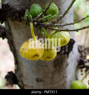 Ficus Racemosa Baum wächst Stockfoto