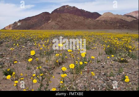 Wüste Gold Wildblumen entlang Badwater Road, Death Valley, CA Stockfoto