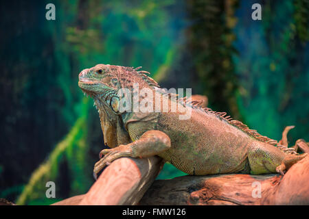 exotische Echse Leguan mit einem Zweig-Nahaufnahme Stockfoto