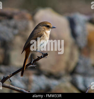 Grauer Busch Chat weiblich thront Stockfoto