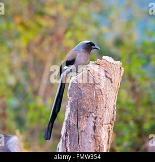 Grau Treepie thront Stockfoto