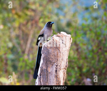 Grau Treepie thront Stockfoto
