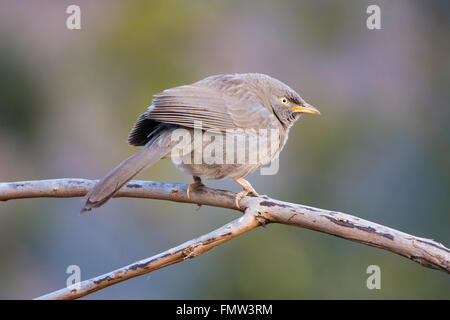 Jungle Babbler thront Stockfoto