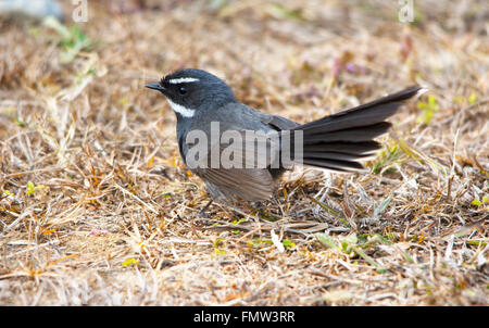 Weiße-Throated Fantail auf Boden Stockfoto