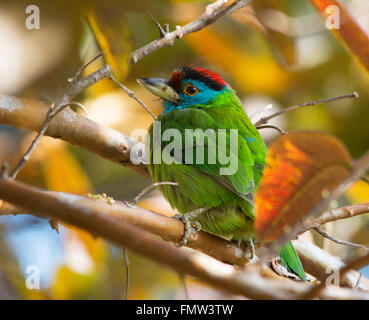 Blauer Throated Barbet thront Stockfoto