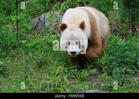 XI. 13. März 2016. Foto von einem Giant Panda Research Institut in Shaanxi zeigt eine braune Riesenpanda, Wandern in den Wäldern des Qinling-Gebirges, Nordwestchina. Die braunen männlichen Riesenpanda namens Qizai wurde im Jahr 2009 geboren und seine Mutter war eine normale mit schwarzen und weißen Haaren. Braun Giant Panda ist in China äußerst selten, da nur 8 Pandas dieser Art gefunden wurden seit Beginn der Aufzeichnungen. © Liang Qihui/Xinhua/Alamy Live-Nachrichten Stockfoto