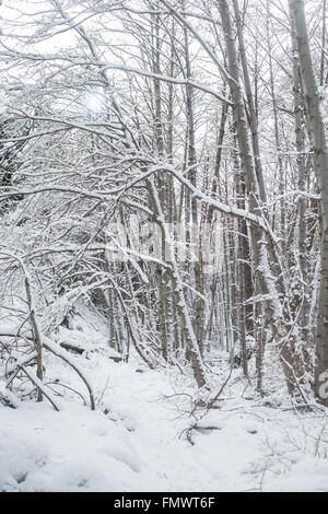 Bäume mit Schnee bedeckt Stockfoto