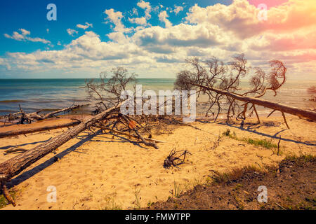 Wilden, einsamen Strand mit gefallenen toten Bäumen. Kap Kolka, Lettland Stockfoto