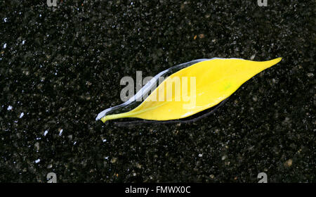 Gefallene gelbe Blätter auf einem schwarzen Felsen.Bunte und helle Hintergrund aus gefallenen Herbstblättern, isoliert auf Schwarz.Wasser fließt über gelbes Blatt Stockfoto