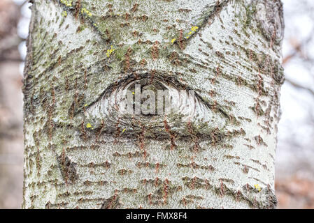 Eine blauäugige Silberpappel Stamm im Wald Stockfoto