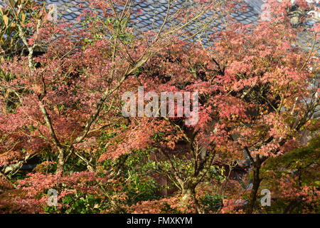 Herbstlaub im Eikando Tempel in Kyoto, Japan Stockfoto