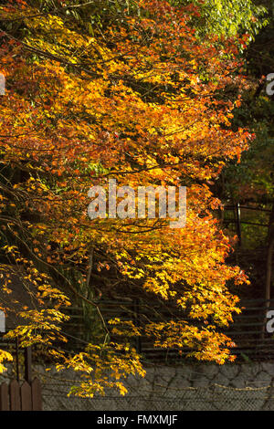 Herbstlaub im Eikando Tempel in Kyoto, Japan Stockfoto