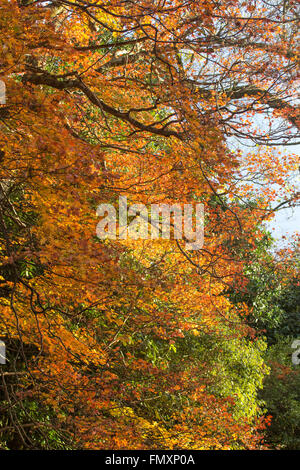 Herbstlaub im Eikando Tempel in Kyoto, Japan Stockfoto