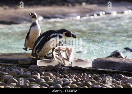 London Zoo Kolonie von Humboldt Pinguine starten, wählen Sie ihre Nestmitglieder, Nestmitglieder, gab ihnen ihre Tierpfleger eine Valentinstag-Themen behandeln ihre Lieblings Fisch, serviert in Herzform Eisblöcke.  Mitwirkende: Wo sehen: London, Vereinigtes Königreich bei: 11 Stockfoto