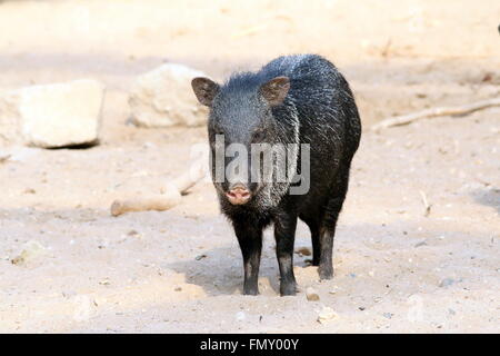 Unerschrocken Halsband Peccary (Pecari Tajacu) vor der Kamera Stockfoto