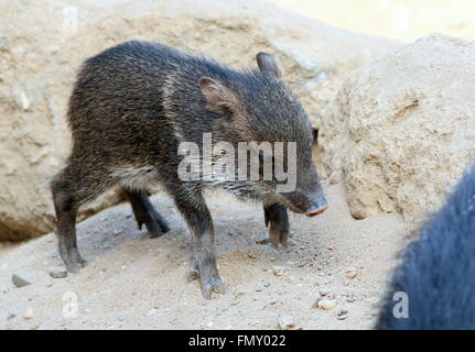 Baby-Halsband Peccary (Pecari Tajacu), nur wenige Wochen alt Stockfoto