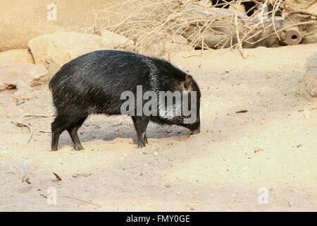 Mexikanische Collared Peccary (Pecari Tajacu) beim Weiden vorbei. Stockfoto