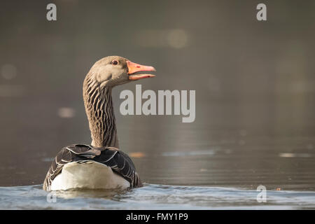 Graugans (Anser Anser) schwimmen auf der Wasseroberfläche des Sees an einem Morgen mit schönen und warmen Sonnenlicht während der Frühjahrssaison Stockfoto