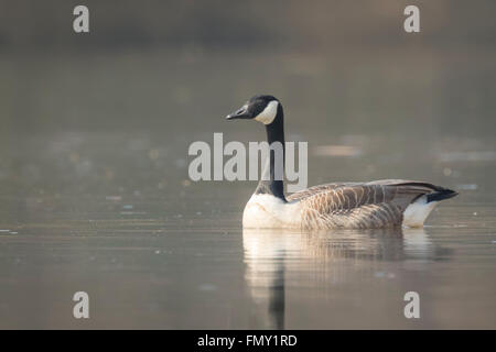 Closeup Portrait eine kanadische Gans, Branta Canadensis, schwimmen auf der Wasseroberfläche des Sees, Stockfoto