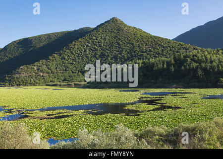 Kalodikiou oder Kalodiki See in der Nähe von Parga, Epirus, Griechenland.  Kalodikiou ist der See Wasser Lilien genannt. Stockfoto