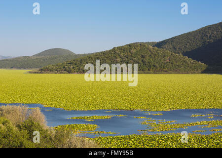 Kalodikiou oder Kalodiki See in der Nähe von Parga, Epirus, Griechenland.  Kalodikiou ist der See Wasser Lilien genannt. Stockfoto