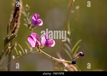 Lathyrus sylvestris, die Flache pea Stockfoto