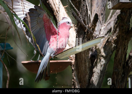 Ein Rosakakadu Inkakakadu ist ein Boden-Feeder in Queensland, Australien. Die Vögel werden manchmal in großen Schwärmen. Stockfoto