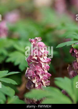 Lathraea Squamaria, die gemeinsame toothwort Stockfoto